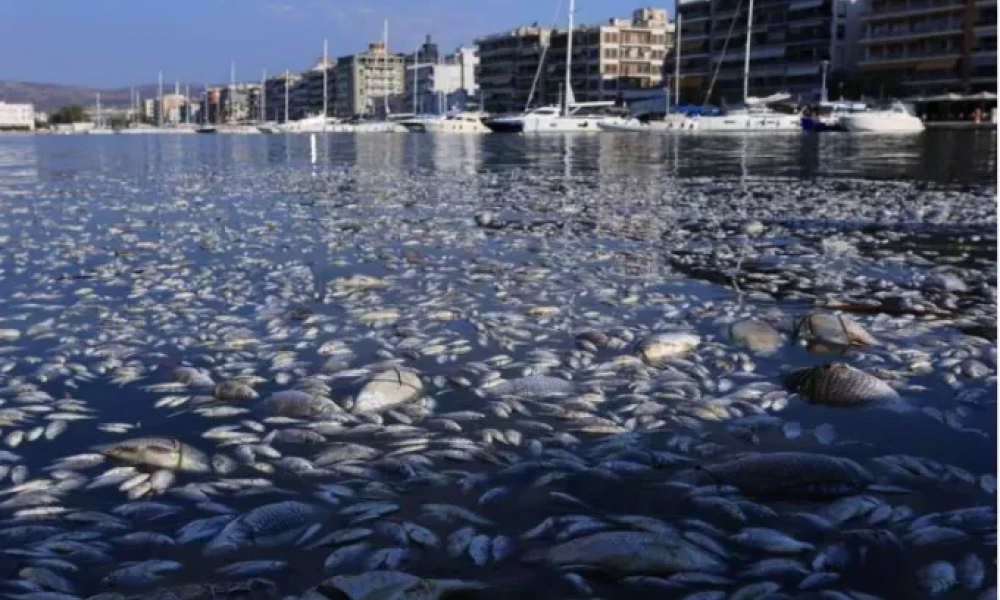 Τσιάρας για νεκρά ψάρια: Η εικόνα μας σοκάρει και δημιουργεί μεγάλη ανησυχία (Βίντεο)